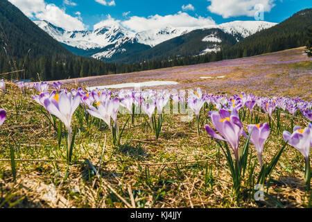 Teppich von blühenden Krokusse in chocholowska Tal in Tatra Stockfoto