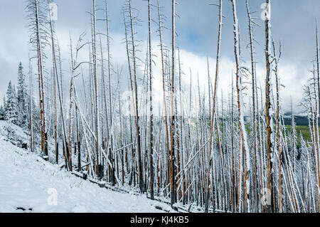 Frischer Schnee auf tote Bäume an der Dunraven Pass im Yellowstone National Park Stockfoto