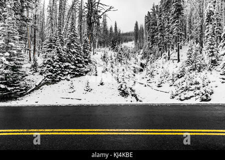 Die gelben Linien von Dunraven Pass Road bei Schneewetter, Yellowstone National Park Stockfoto