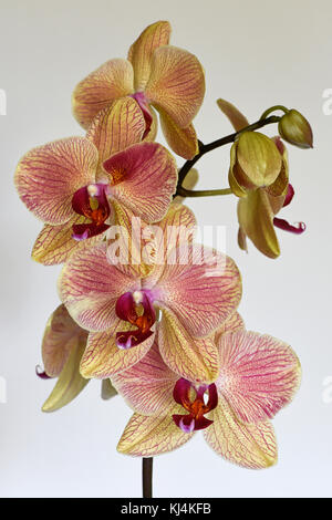 Das Stilleben der Phalaenopsis cultivar Orchidee Stockfoto