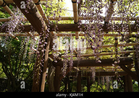 Weiß und Lila hängenden Wisteria in Japan Stockfoto