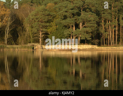 Am späten Nachmittag Sonne Licht und Reflexion der Bäume über die stillen Wasser des kleinen Teich in Frensham Gemeinsame in Surrey. Stockfoto