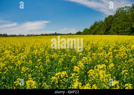 Ansicht der blühenden gelben Raps Feld unter blauem Himmel im Sommer in Collingwood, Ontario Stockfoto