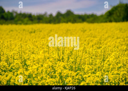 Ansicht der blühenden gelben Raps Feld unter blauem Himmel im Sommer in Collingwood, Ontario Stockfoto