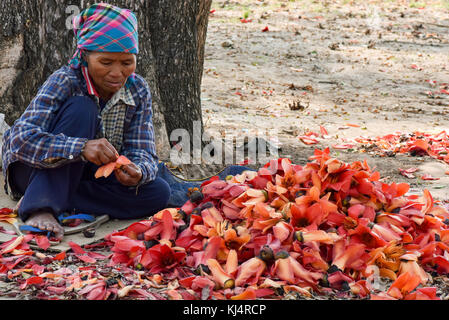 Frauen Kommissionierung & Sortierung Kapok Blumen auf Donsao Insel Laos, zarten Blätter, Knospen & Obst gegessen. Samen werden geröstet & verwendet zu Stockfoto