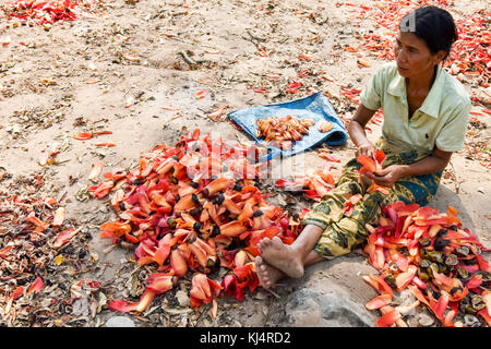 Frauen Kommissionierung & Sortierung Kapok Blumen auf Donsao Insel Laos, zarten Blätter, Knospen & Obst gegessen. Samen werden geröstet & verwendet zu Stockfoto