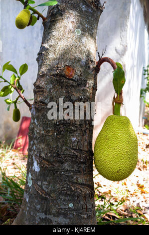 Fotografien des Jackfruchtbaums (Artocarpus heterophyllus) im Garten der Familie Khmer in Kampong Chhnang Kambodscha Stockfoto