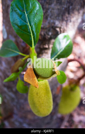 Fotografien des Jackfruchtbaums (Artocarpus heterophyllus) im Garten der Familie Khmer in Kampong Chhnang Kambodscha Stockfoto