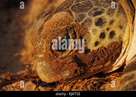 Suppenschildkröte (Chelonia mydas) Moore Park Beach, Queensland, Australien. Weibliche Schildkröten an Land kommen während der Brutzeit von November bis März. Stockfoto