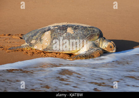 Suppenschildkröte (Chelonia mydas) Moore Park Beach, Queensland, Australien. Weibliche Schildkröten an Land kommen während der Brutzeit von November bis März. Stockfoto