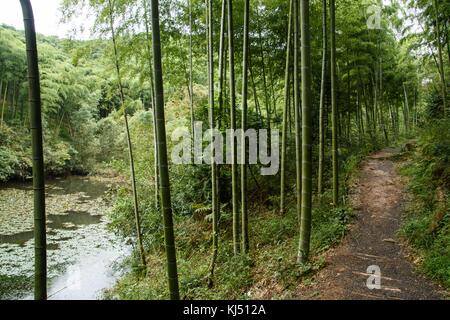 Weg führenden pass Damm in Bambus Wald an der Moganshan in China Stockfoto
