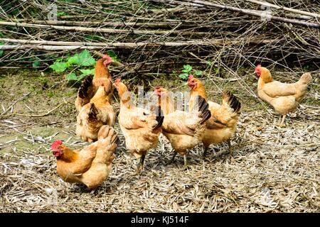 Menge der Hühner stehen auf Bambus Blätter an der Moganshan in China Stockfoto