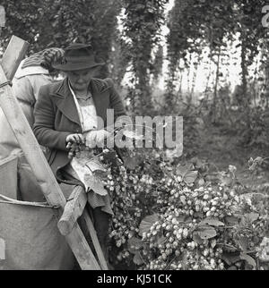 1950, historische, eine weibliche Hopper, eine Frau Entnahme Hopfen in einem Hop Garten, England, UK. Stockfoto