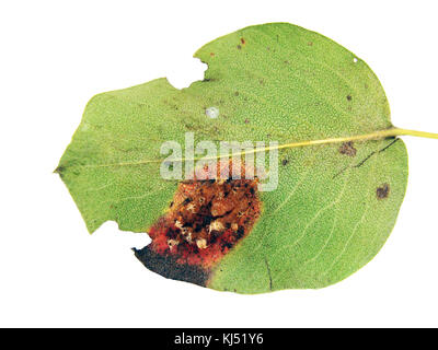 Blatt von pilzerkrankung europäischen Birne Rost auf weißem Hintergrund unten Seitenansicht beschädigt. Stockfoto