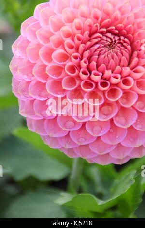 Dahlie 'Westerton Pearl' in voller Blüte am National Dahlia Society versuch Garten, Golden Acre Park, Leeds, England, Großbritannien Stockfoto