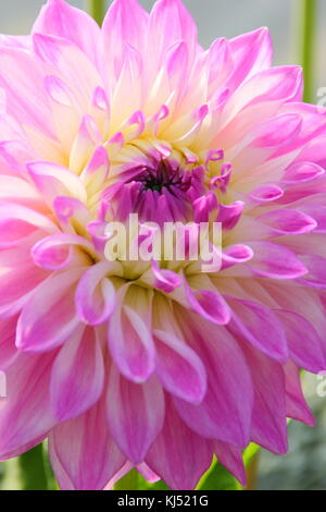 Dahlie 'Newfield Maggie" in voller Blüte am National Dahlia Society versuch Garten, Golden Acre Park, Leeds, England, Großbritannien Stockfoto