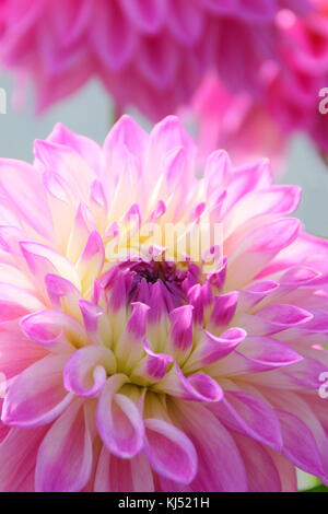 Dahlie 'Newfield Maggie" in voller Blüte am National Dahlia Society versuch Garten, Golden Acre Park, Leeds, England, Großbritannien Stockfoto