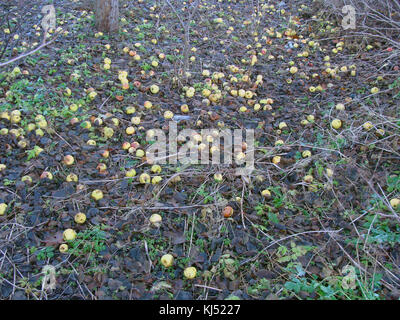 Menge letzte Äpfel vom Baum auf dem Boden im Garten gefallen. Stockfoto