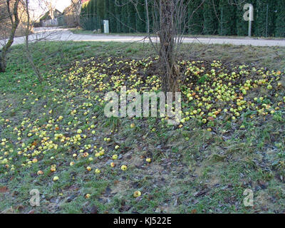 Menge letzte Äpfel vom Baum auf dem Boden im Garten in der Nähe der Straße gefallen. Stockfoto