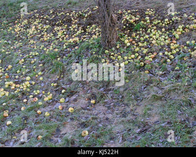 Menge letzte Äpfel vom Baum auf dem Boden im Garten gefallen. Stockfoto