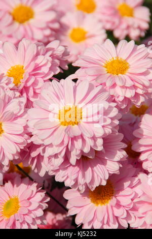 Chrysantheme' Enbee Wedding" in voller Blüte in einem Englischen Garten im Spätsommer (September), UK Stockfoto