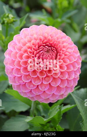 Dahlie 'Westerton Pearl' in voller Blüte am National Dahlia Society versuch Garten, Golden Acre Park, Leeds, England, Großbritannien Stockfoto