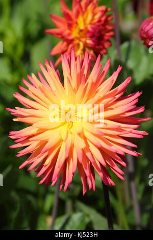 Dahlie 'Aurora' Jusudi in voller Blüte am National Dahlia Society versuch Garten, Golden Acre Park, Leeds, England, Großbritannien Stockfoto