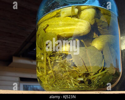 Großes Glas Glas mit eingelegten Gurken mariniert hautnah. Stockfoto