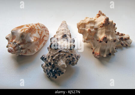 Drei verschiedene Muscheln auf der Fensterbank Nahaufnahme Stockfoto