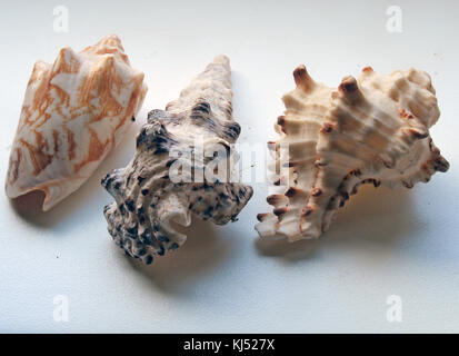 Drei verschiedene Muscheln auf der Fensterbank Nahaufnahme Stockfoto