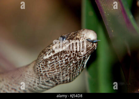 Nahaufnahme des Kopfes von Puerto Rican boa Schlange Epicrates inornatus Stockfoto