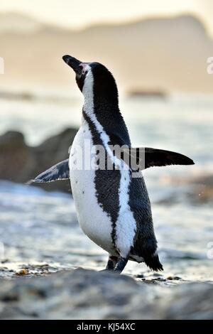 Afrikanische Pinguine (spheniscus demersus) an Land aus dem Meer gehen bei Abenddämmerung. Afrikanische Pinguin (spheniscus demersus) am Boulders Kolonie. Sou Stockfoto