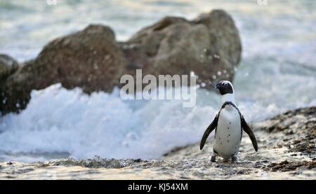 Afrikanische Pinguine (spheniscus demersus) an Land aus dem Meer gehen bei Abenddämmerung. Afrikanische Pinguin (spheniscus demersus) am Boulders Kolonie. Sou Stockfoto