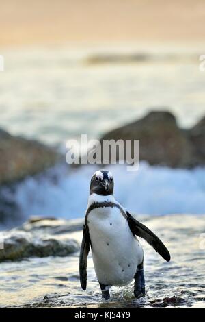 Afrikanische Pinguine (spheniscus demersus) an Land aus dem Meer gehen bei Abenddämmerung. Afrikanische Pinguin (spheniscus demersus) am Boulders Kolonie. Sou Stockfoto