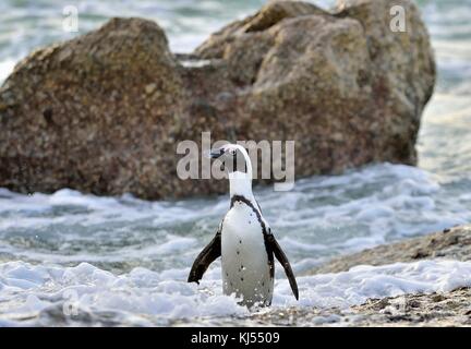 Afrikanische Pinguine (spheniscus demersus) an Land aus dem Meer gehen bei Abenddämmerung. Afrikanische Pinguin (spheniscus demersus) am Boulders Kolonie. Sou Stockfoto