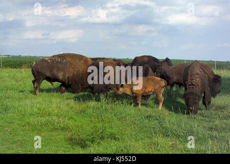 Bauernhof Bisons grasen AUF DER WEIDE HOOPESTON, IL Stockfoto