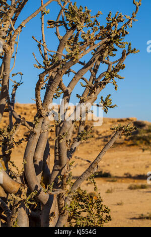 Weihrauch Baum, in einem dhofar Gebirge in der Nähe von Salalah, Oman wächst Stockfoto