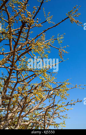 Weihrauch Baum, in einem dhofar Gebirge in der Nähe von Salalah, Oman wächst Stockfoto