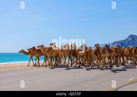 Kamele Überqueren der Straße in der Nähe von Salalah, Oman. Stockfoto