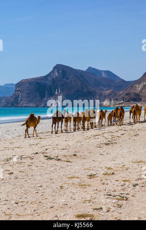 Kamele Überqueren der Straße in der Nähe von Salalah, Oman. Stockfoto