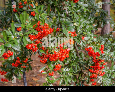 Holzbär eine Gattung großer, dorniger immergrüne Sträucher in der Familie der Rosaceae, mit gemeinsamen Namen oder firethorn holzbär oder Sieg holzbär. Stockfoto