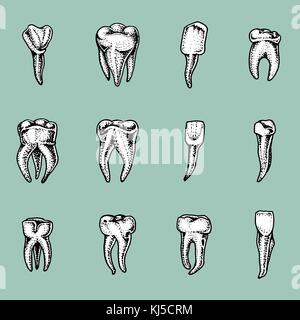 Molar Zähne, Emaille, zahnmedizinische. Arbeit des Zahnarztes und Betreuung für Kinder. Mundhöhle sauber oder schmutzig. menschliche Gesundheit oder Karies. graviert Hand in alte Skizze gezeichnet, Vintage Style. Symbol der Medizin. Stock Vektor