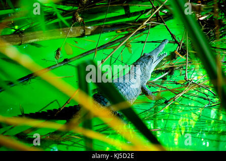 Süßwasser Krokodil (Crocodylus Johnsoni oder Crocodylus johnstoni) Boodjamulla (Lawn Hill Nationalpark im Nordwesten von Queensland, Australien Stockfoto