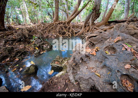 Alte Galerie Regenwald auf alten Betten aus Tuffstein, Boodjamulla (Lawn Hill Nationalpark im Nordwesten von Queensland, Australien Stockfoto