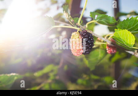 Schwarze Maulbeere am Zweig mit Sonnenstrahl oder Morus Nigra. Closeup Stockfoto