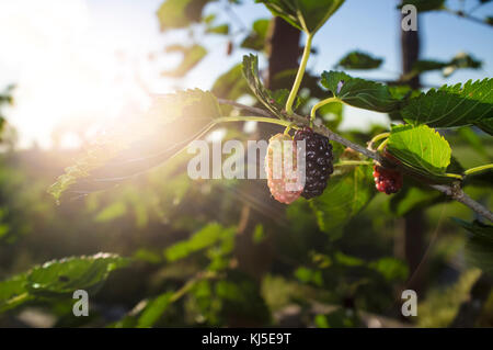 Schwarze Maulbeere am Zweig mit Sonnenstrahl oder Morus Nigra. Closeup Stockfoto