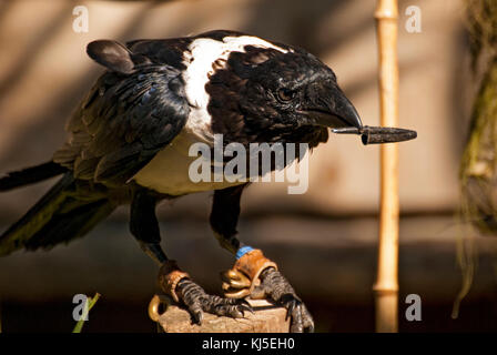 African pied crow Bird (Corvus albus) Stockfoto