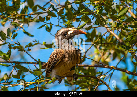 African Grey hornbill Vogel (tockus nasutus) Stockfoto