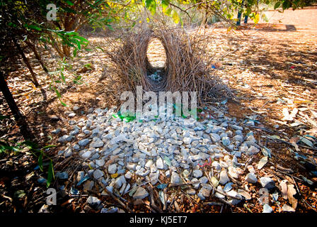 Große bowerbird (Chlamydera nuchalis), bower Boodjamulla (Lawn Hill Nationalpark im Nordwesten von Queensland, Australien Stockfoto