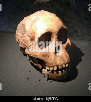 Schädel eines frühen Homo sapien, Australopithecus Africanus Dart, 1925, entdeckt bei Taung, Südafrika Stockfoto